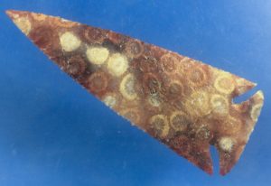 indonesian coral arrowhead